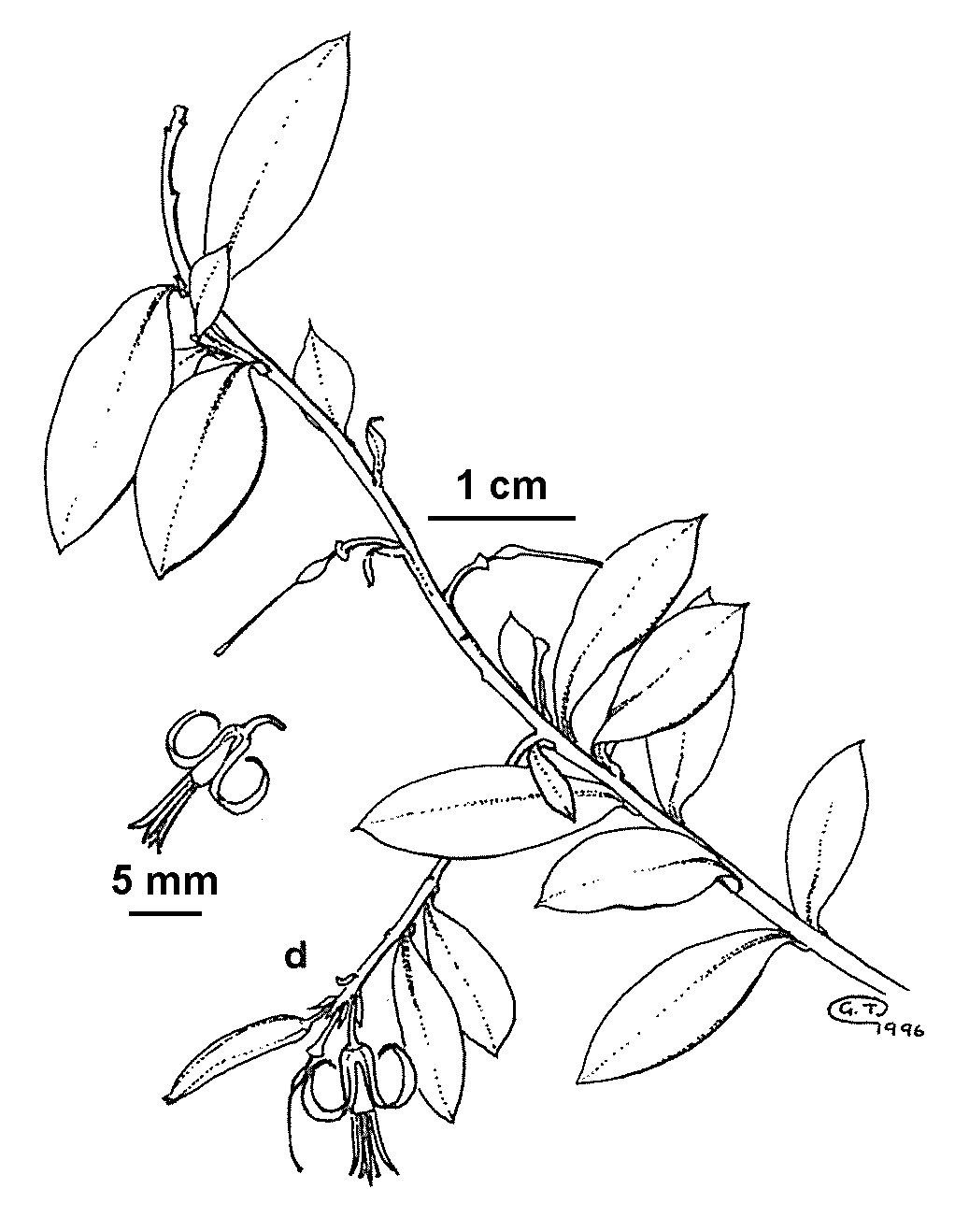 Persoonia brevifolia (hero image)