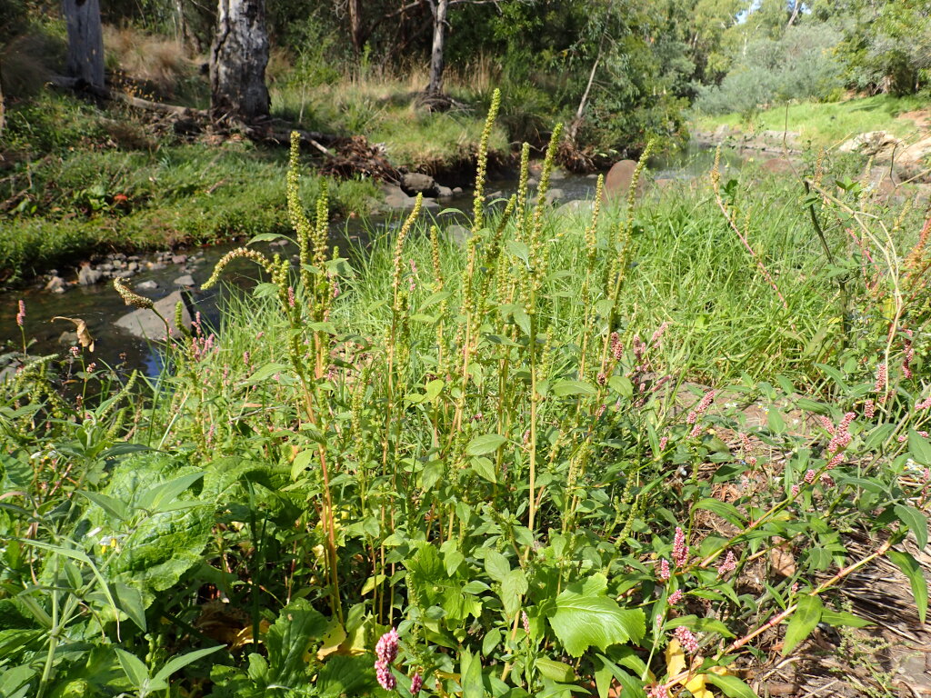 Amaranthus retroflexus (hero image)