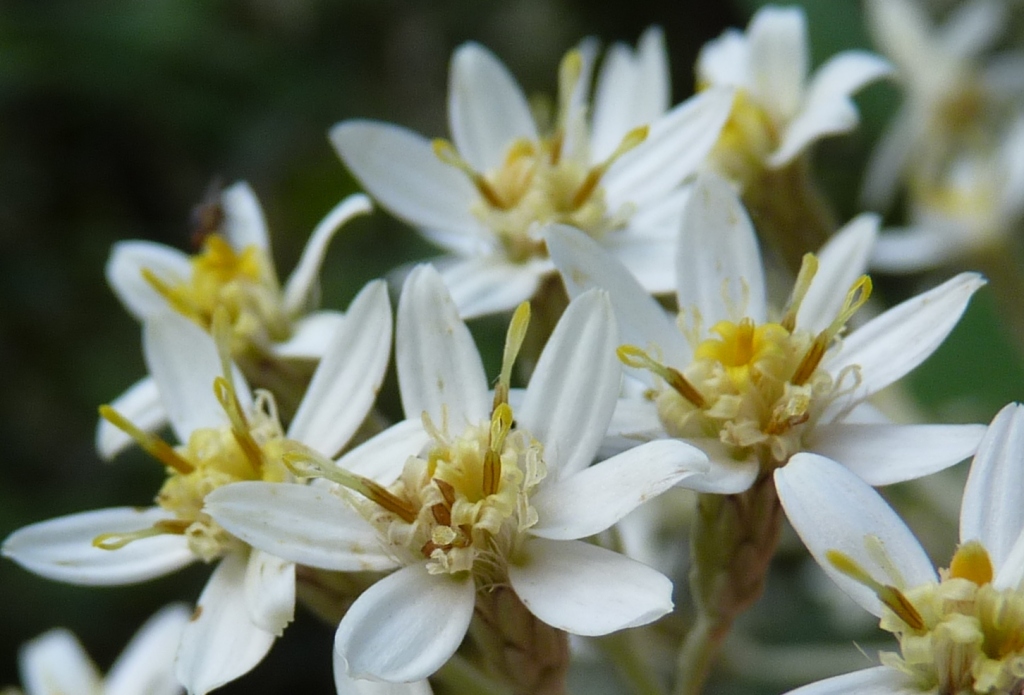 Olearia argophylla (hero image)