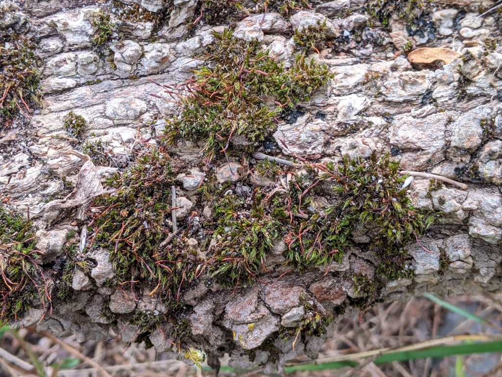 Syntrichia papillosa (hero image)