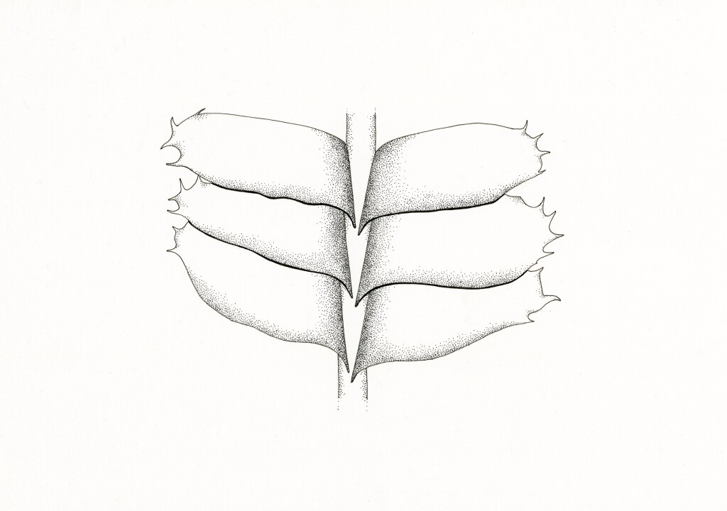 Lophocoleaceae (hero image)