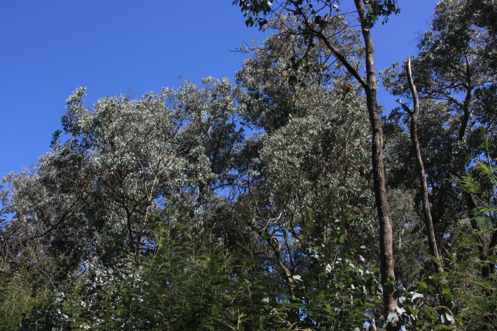 Eucalyptus polyanthemos subsp. vestita (hero image)