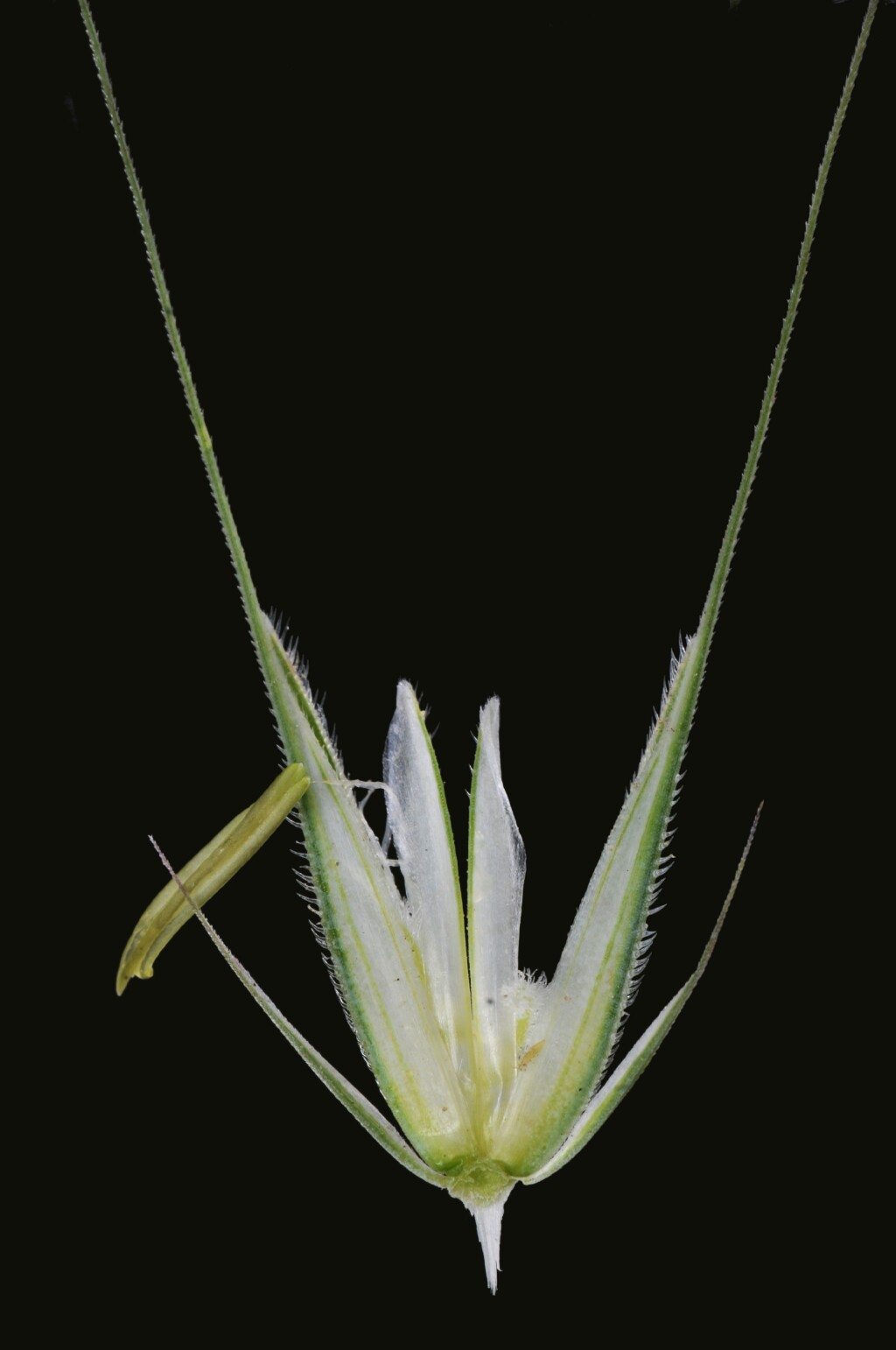 Secale (hero image)