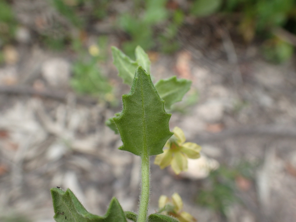 Goodenia heterophylla subsp. heterophylla (hero image)