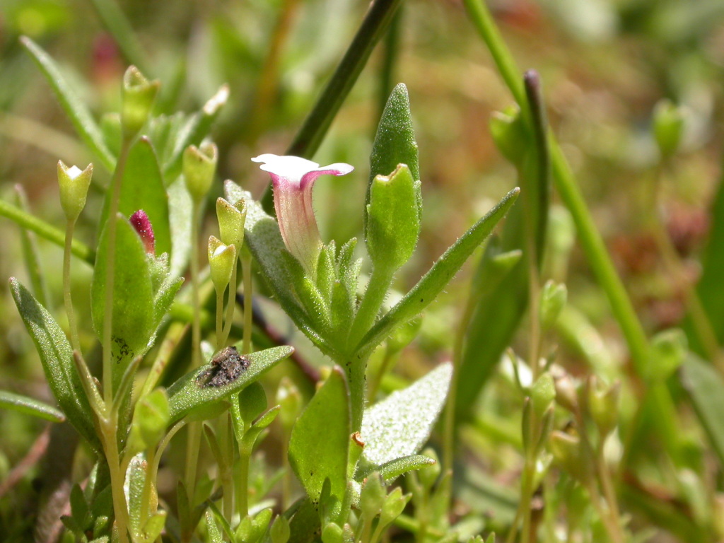 Gratiola pubescens (hero image)