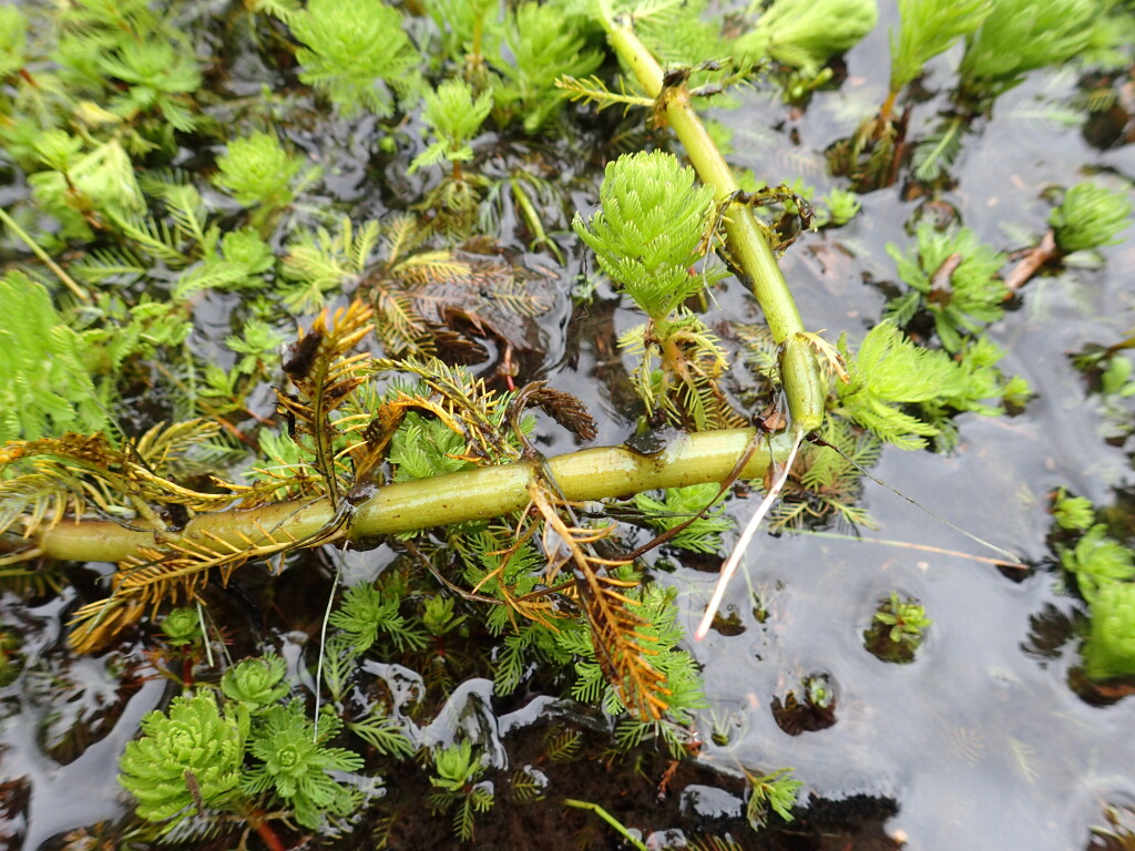 Myriophyllum aquaticum (hero image)