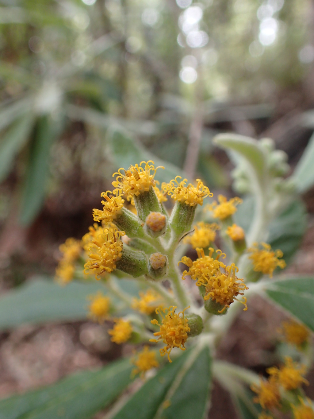 Bedfordia arborescens (hero image)