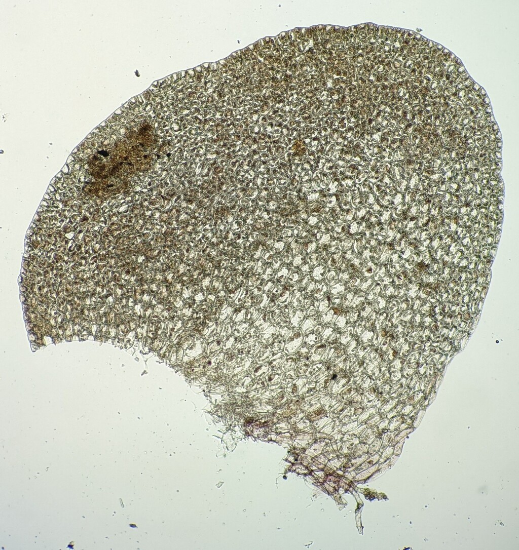 Lethocolea (hero image)
