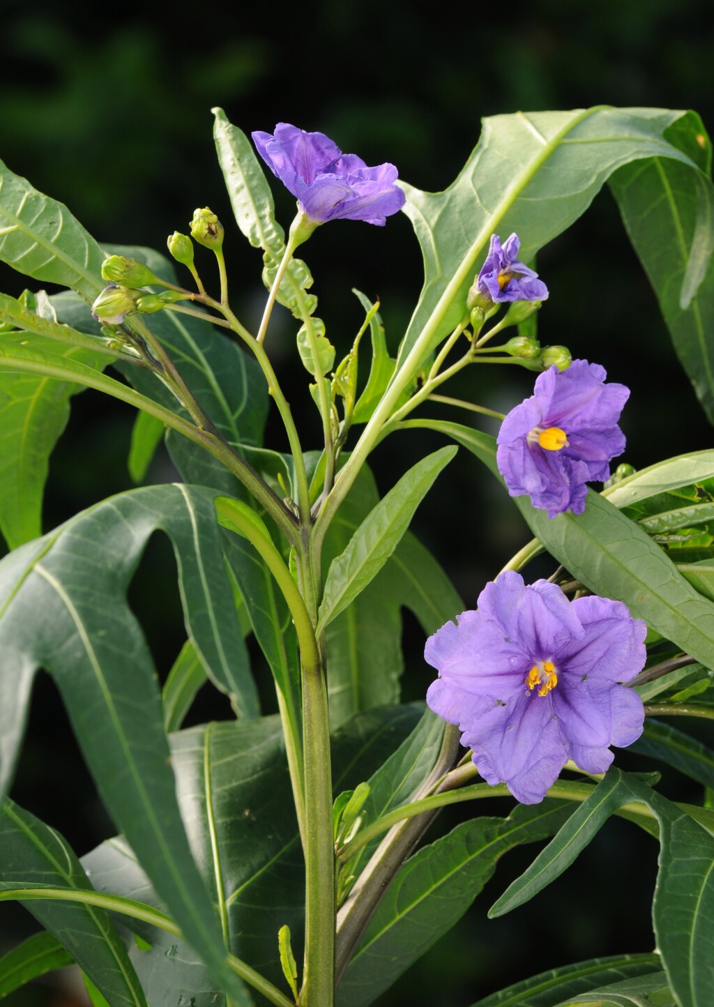 Solanum laciniatum (hero image)