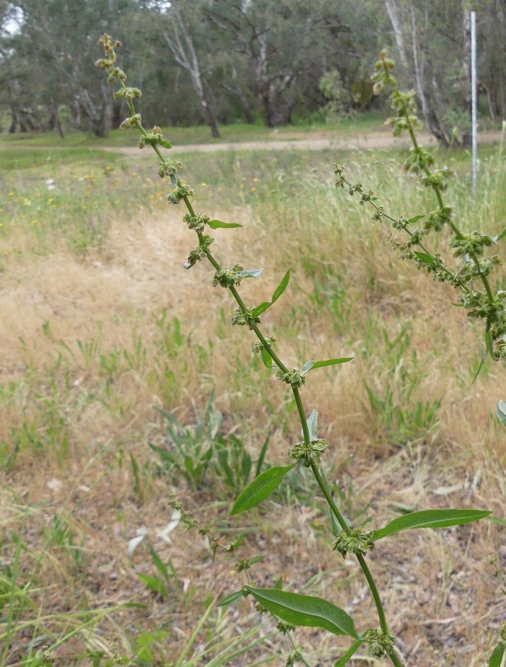 Rumex pulcher (hero image)