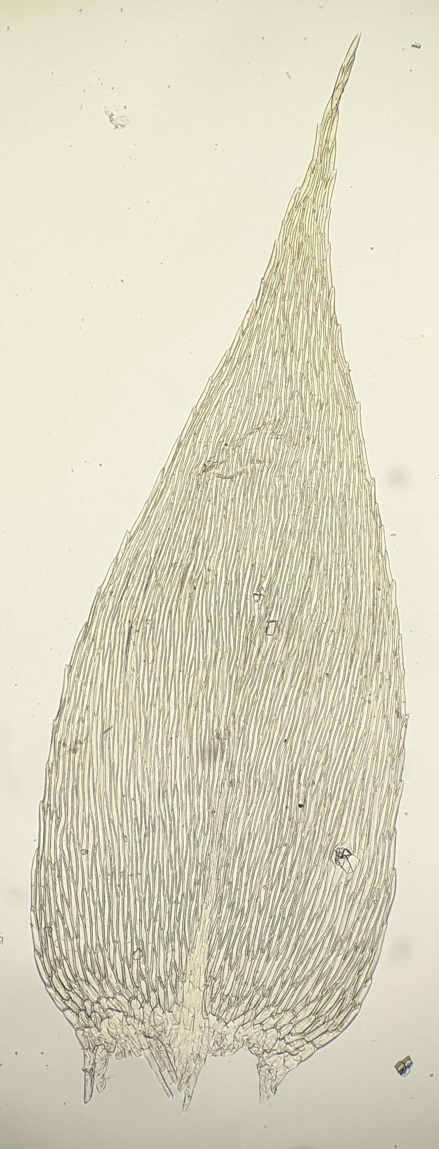 Brachythecium rutabulum (hero image)