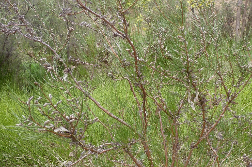 Hakea microcarpa (hero image)