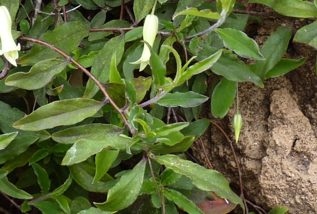 Billardiera mutabilis (hero image)