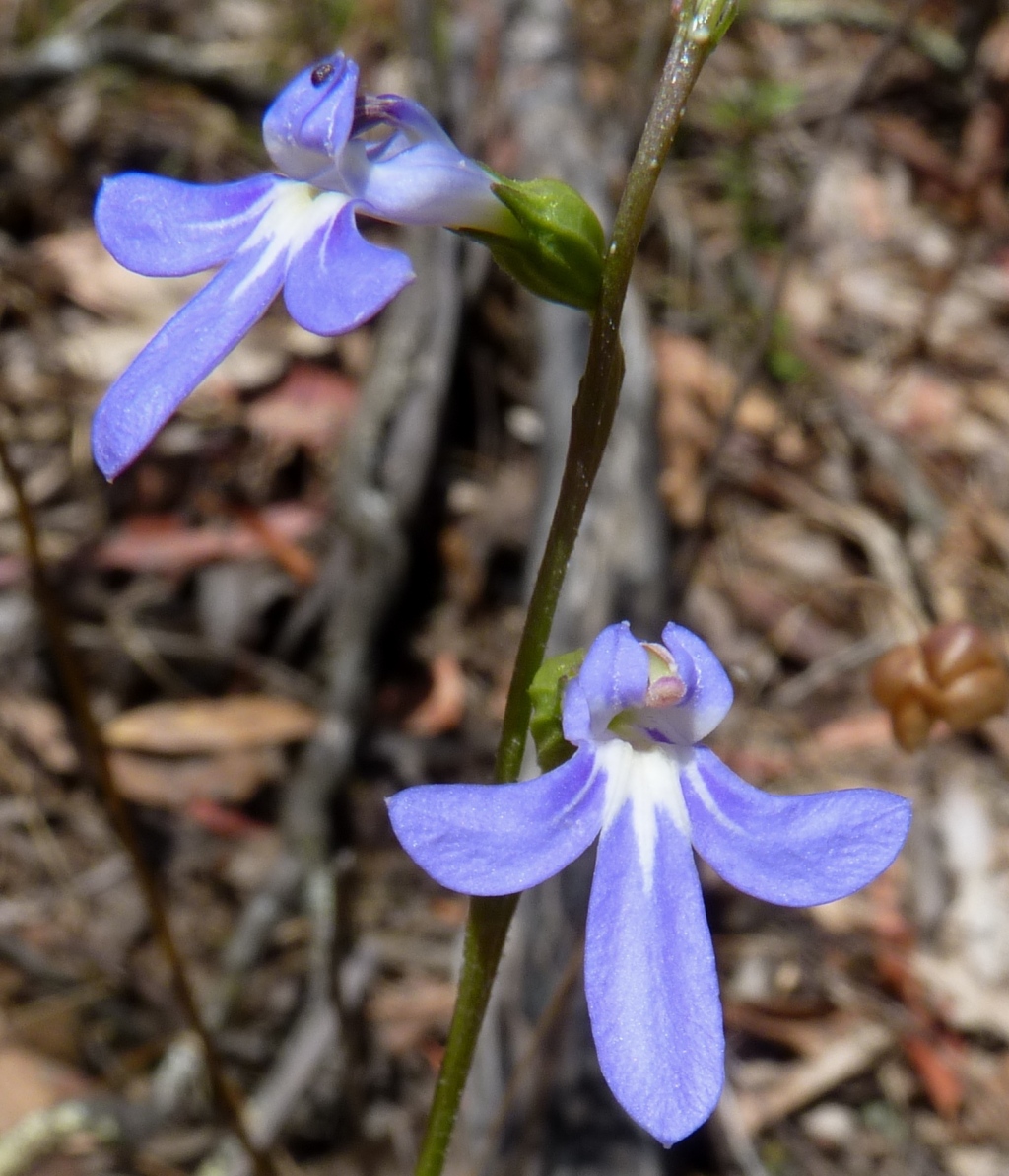 Lobelia (hero image)