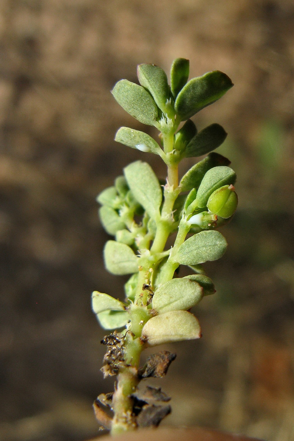 Euphorbia (hero image)