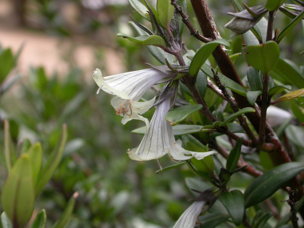 Prostanthera monticola (hero image)