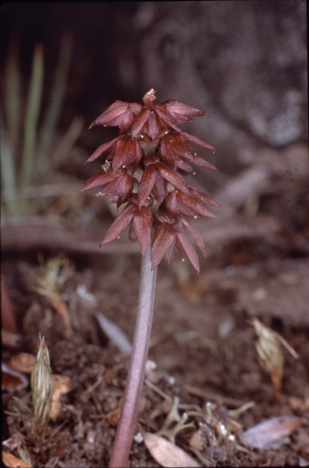 Corunastylis densa (hero image)