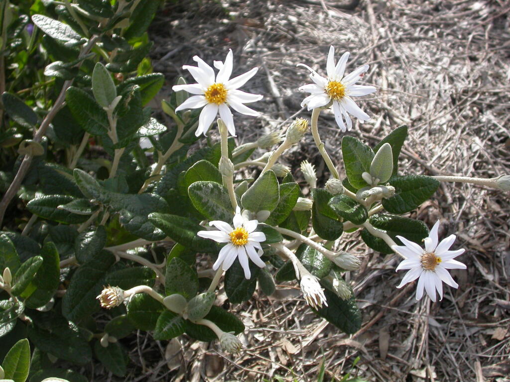 Olearia pannosa subsp. cardiophylla (hero image)