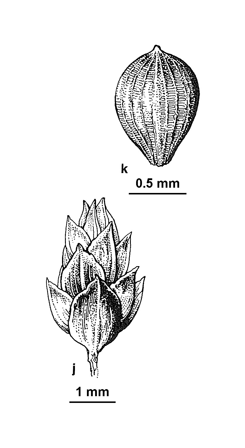 Isolepis wakefieldiana (hero image)