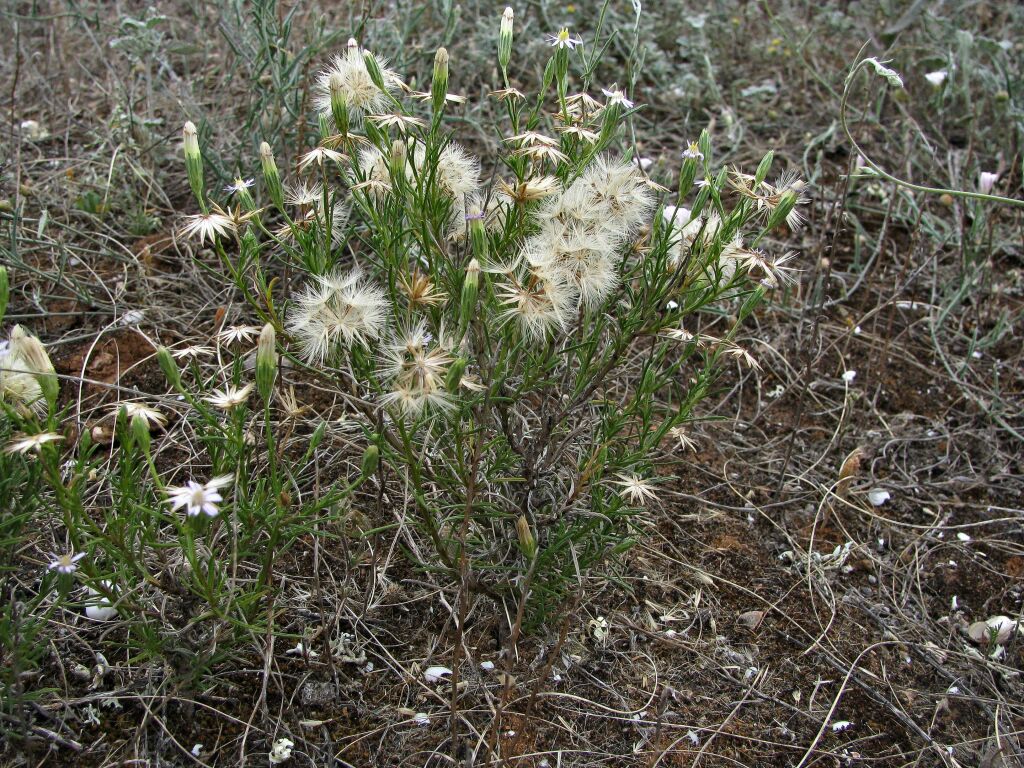 Vittadinia blackii (hero image)