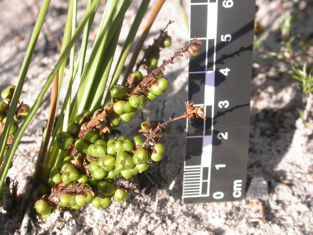 Lomandra sororia (hero image)