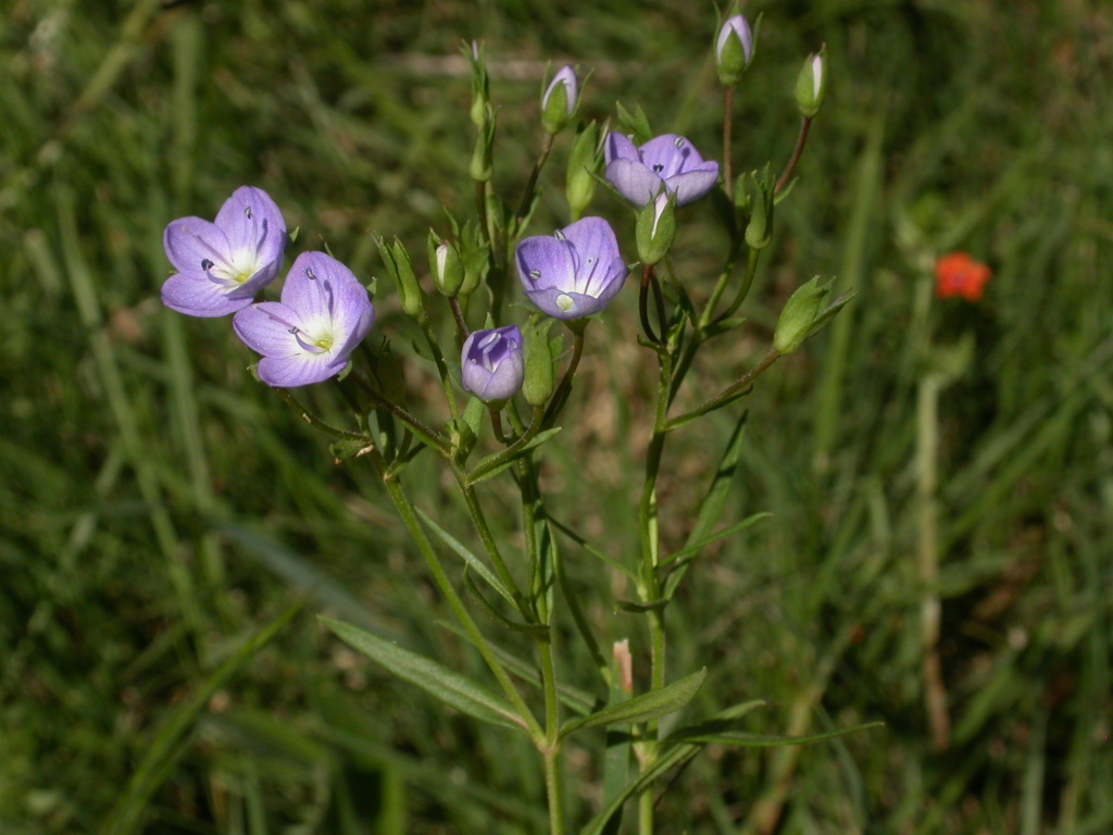 Veronica gracilis (hero image)