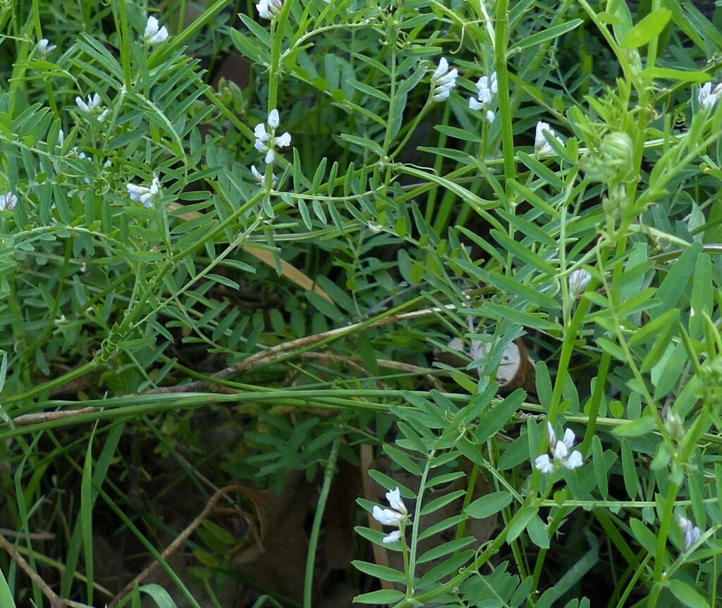 Vicia hirsuta (hero image)