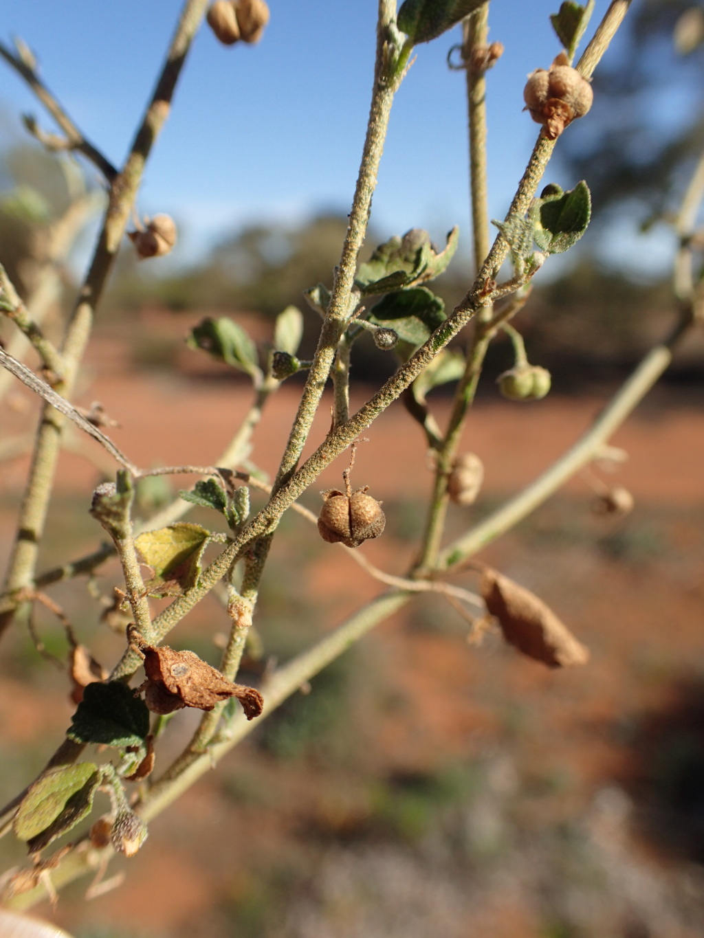 Sida intricata (hero image)