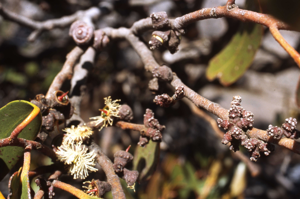 Eucalyptus aff. serraensis (Mt William) (hero image)