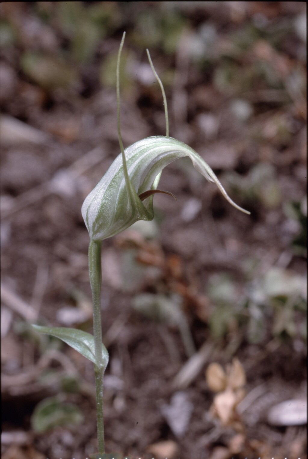 Pterostylis tenuissima (hero image)