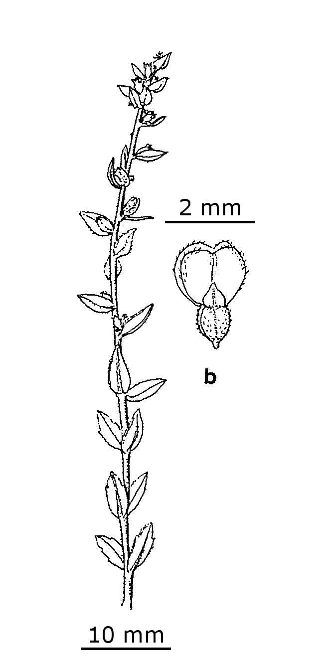 Haloragis eichleri (hero image)