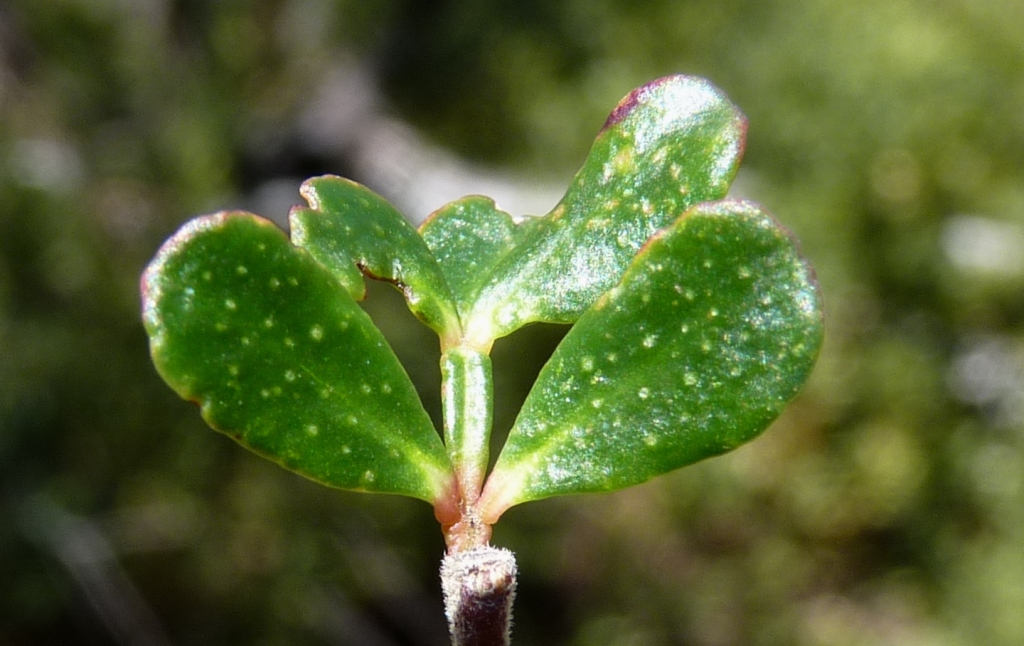 Boronia algida (hero image)