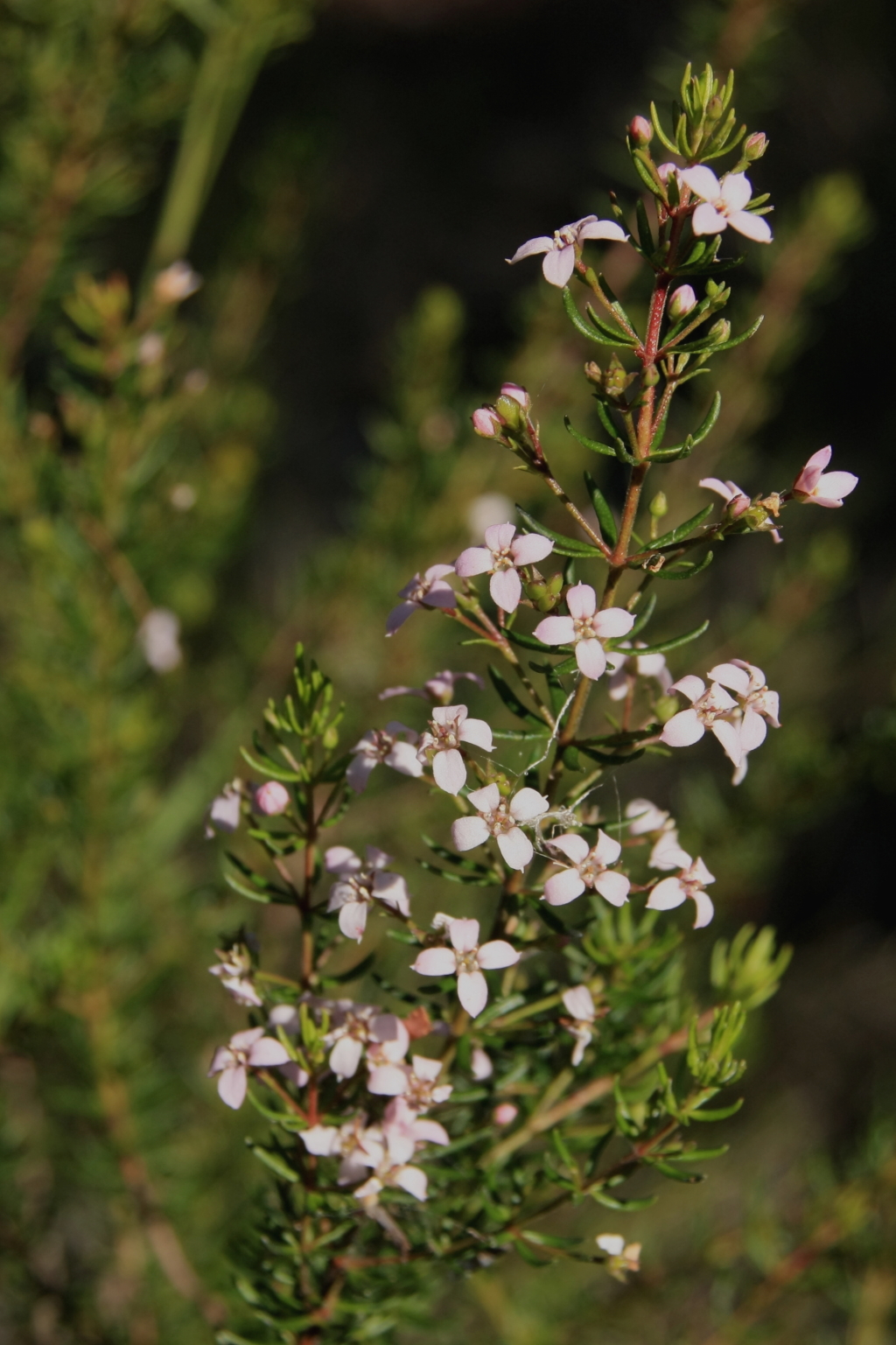 Zieria aspalathoides (hero image)