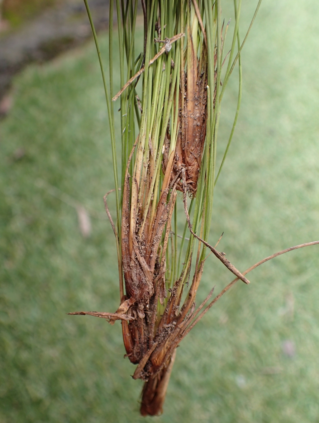 Lepidosperma tortuosum (hero image)