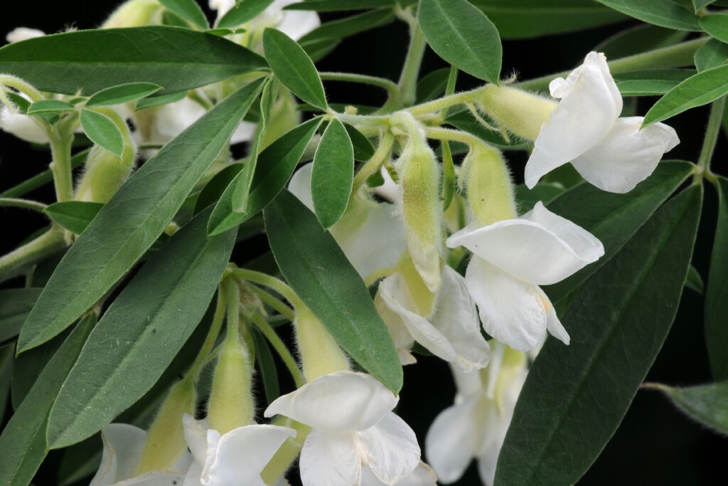 Chamaecytisus palmensis (hero image)