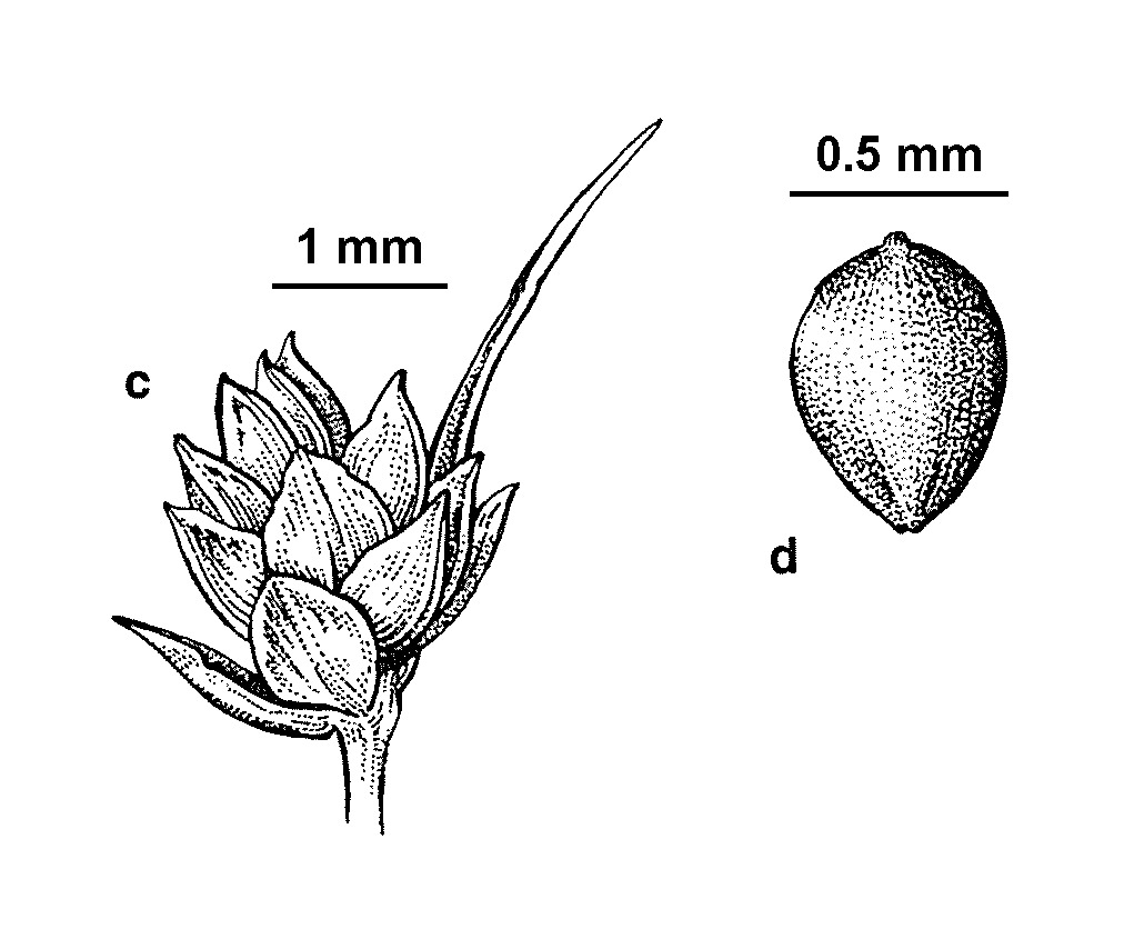 Isolepis australiensis (hero image)