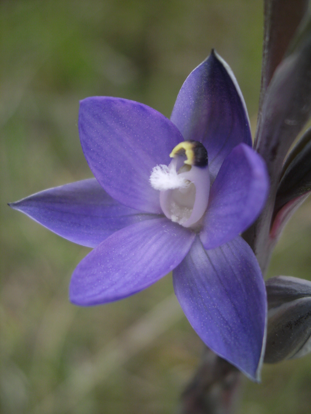 Thelymitra planicola (hero image)