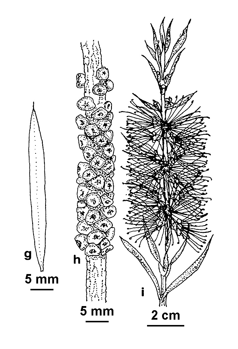 Callistemon forresterae (hero image)