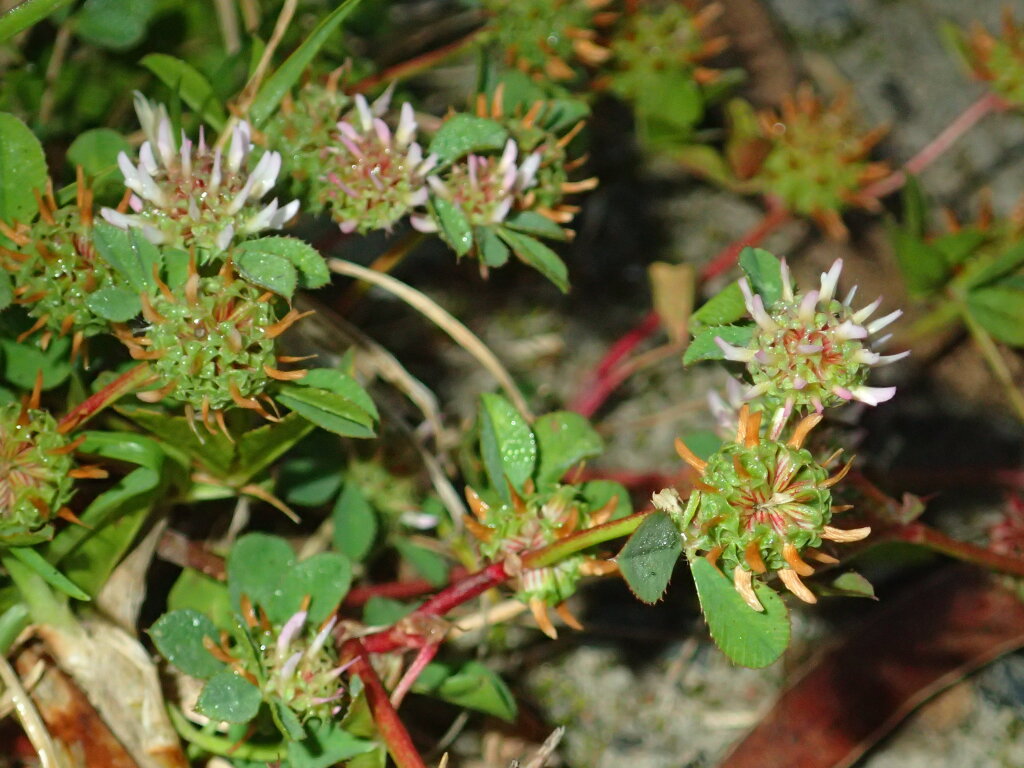 Trifolium glomeratum (hero image)