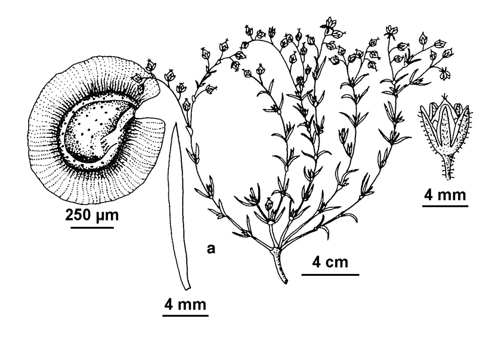 Spergularia media (hero image)