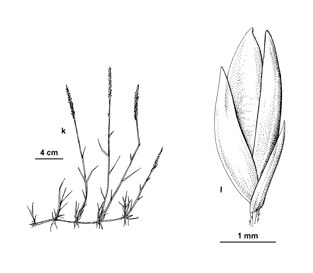 Sporobolus mitchellii (hero image)