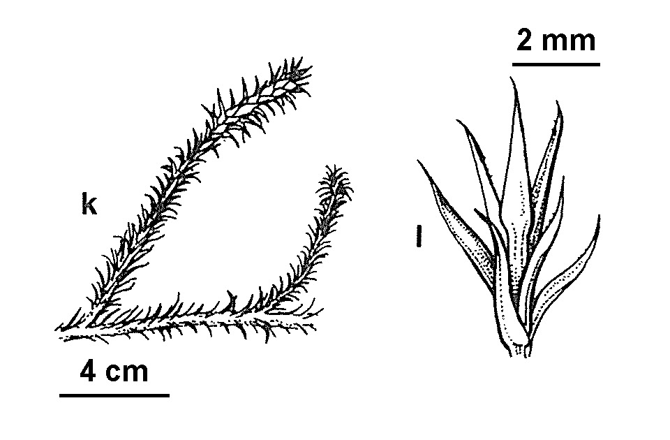 Lycopodiella serpentina (hero image)