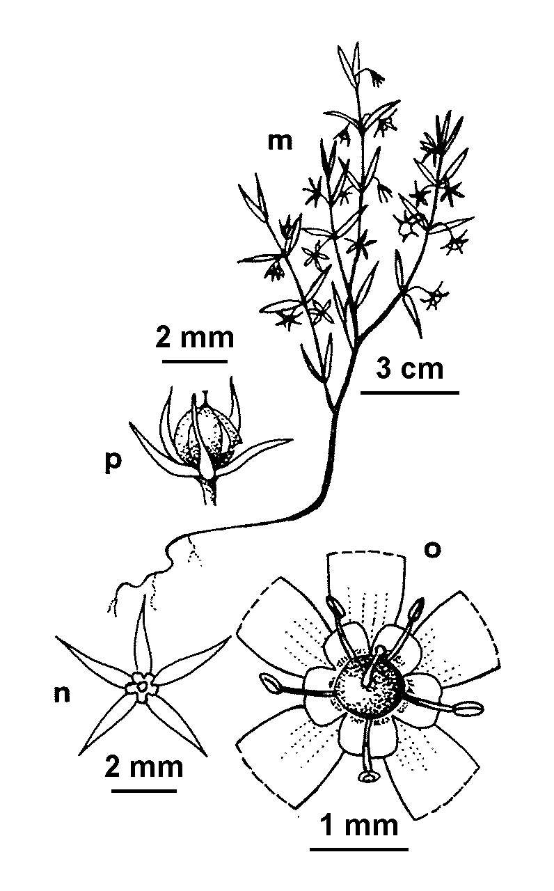 Lysimachia linum-stellatum (hero image)