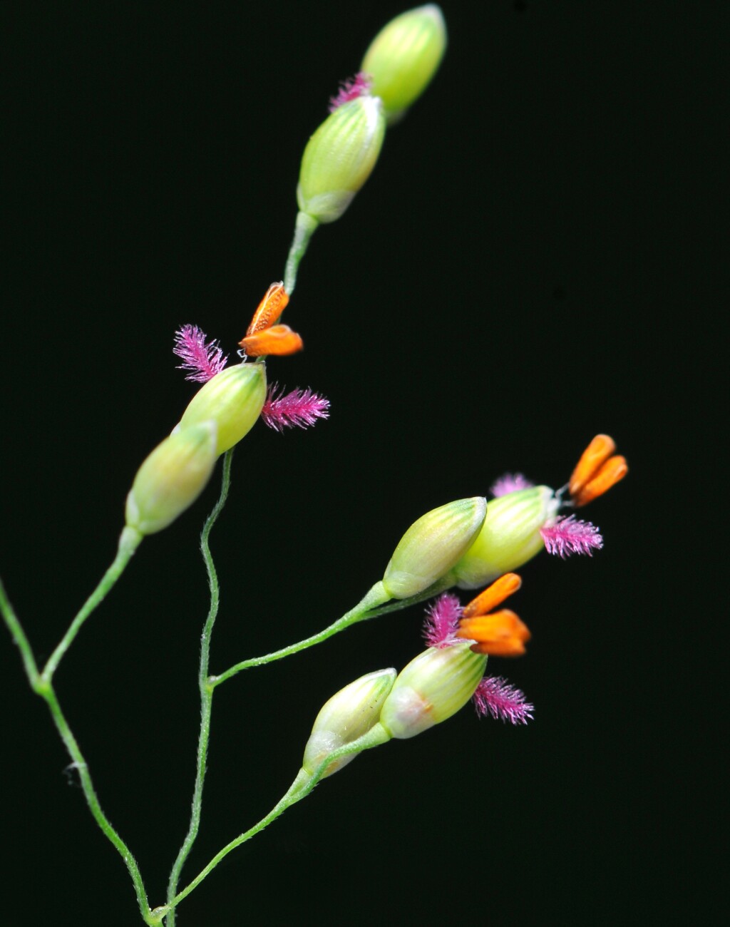 Panicum schinzii (hero image)