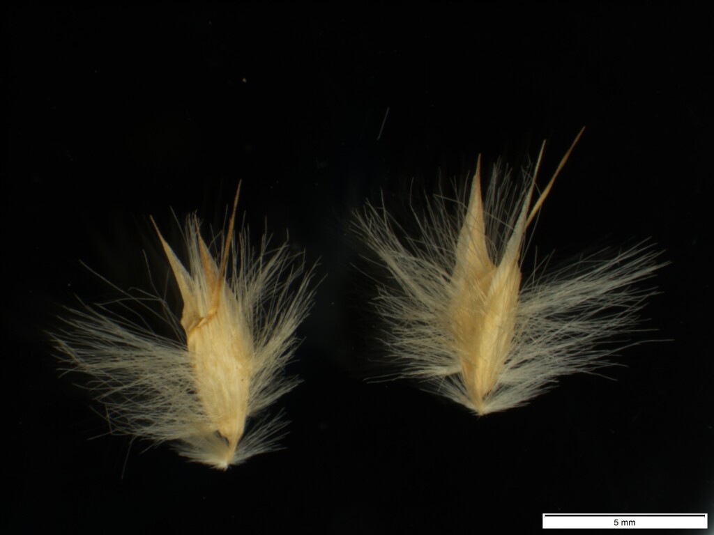 Rytidosperma richardsonii (hero image)