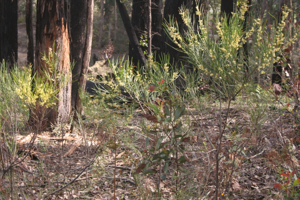 Acacia mucronata subsp. longifolia (hero image)