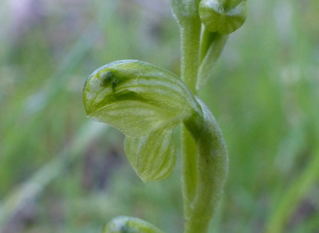 Pterostylis mutica (hero image)