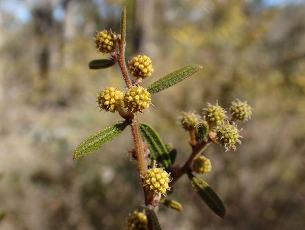 Acacia aspera subsp. aspera (hero image)