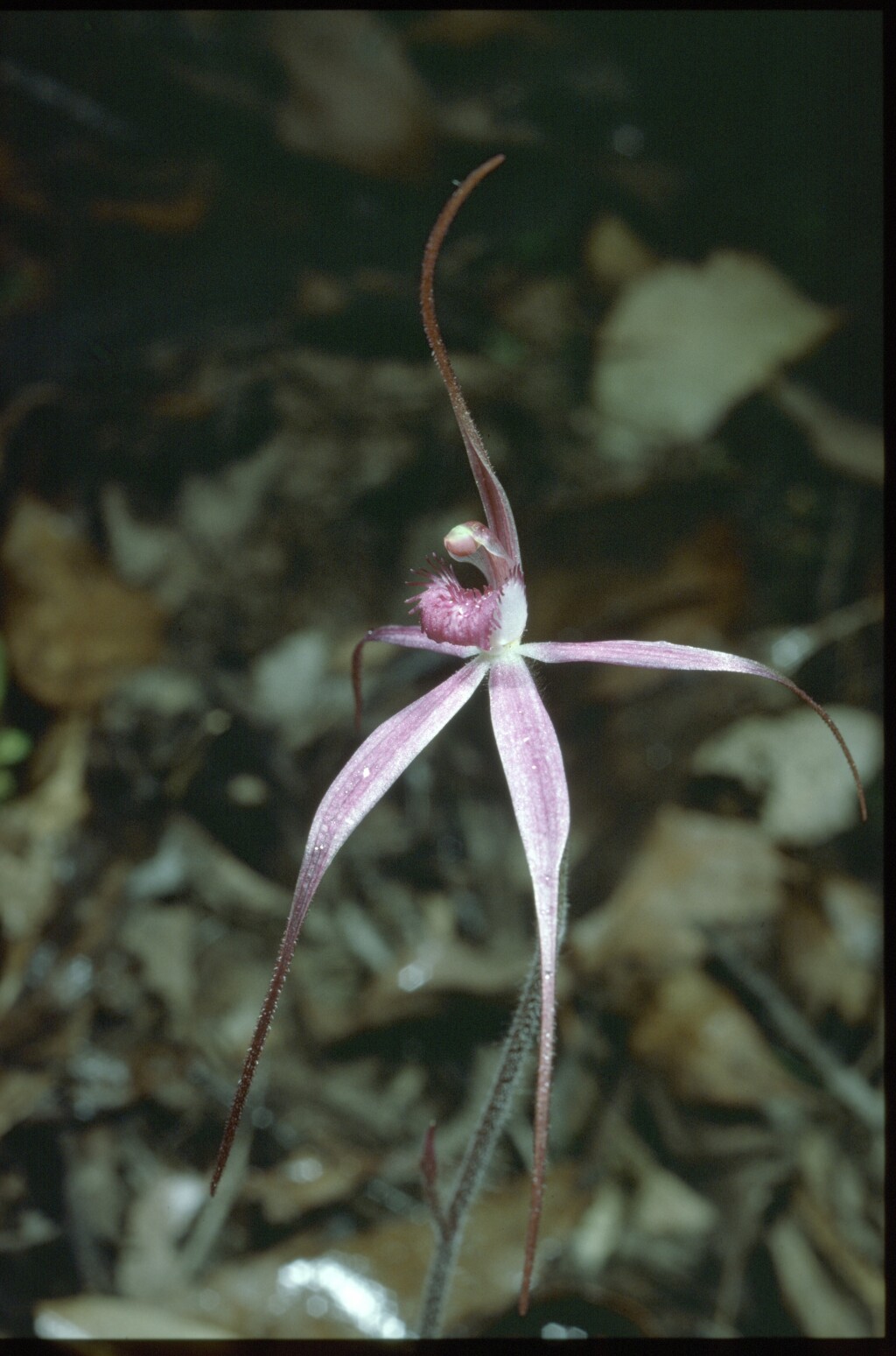 Caladenia rosella (hero image)