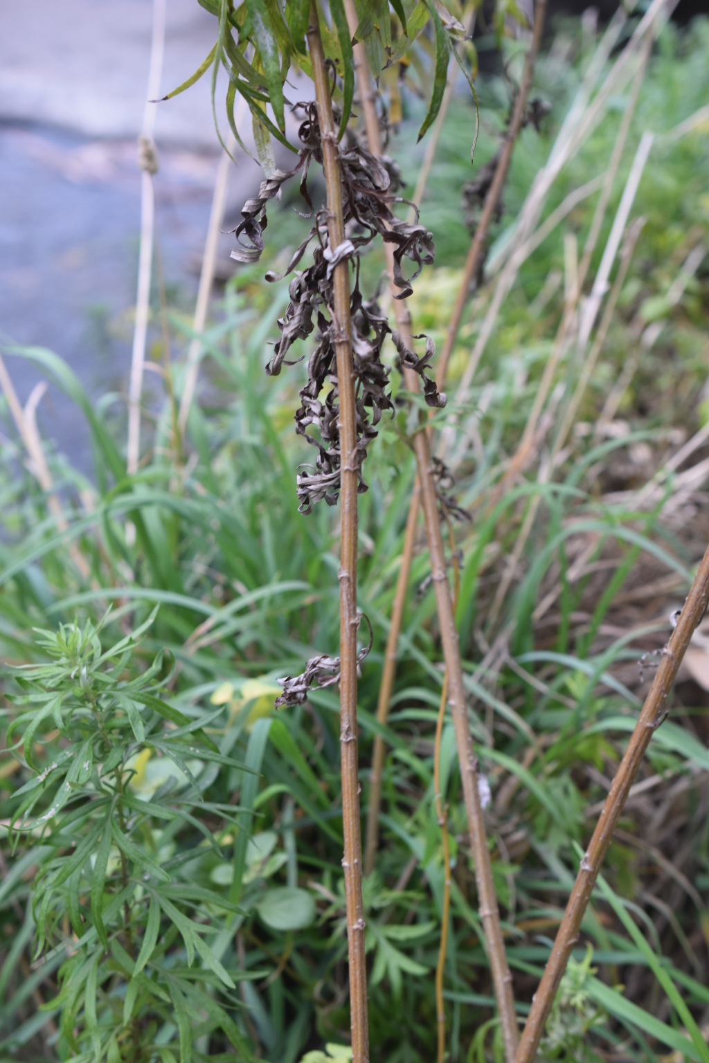 Artemisia verlotiorum (hero image)